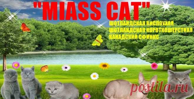 ПИТАНИЕ КОТЕНКА ОТ РОЖДЕНИЯ ДО ГОДА - Питомник кошек "MIASS CAT"