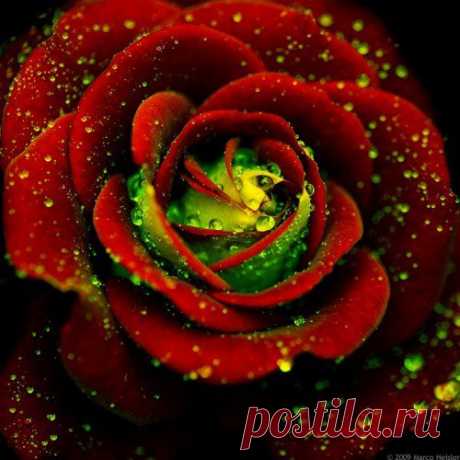 22297193_1.jpg (500×500)