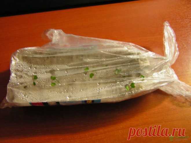 Очень оригинальный способ выращивания рассады / Домоседы