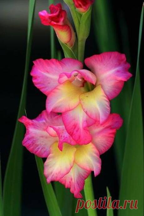 (1) Flower Story