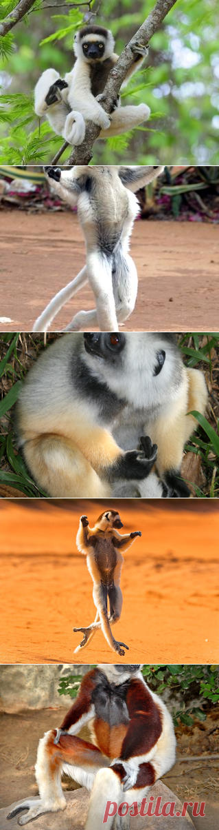 Смотреть изображения сифак | Зооляндия