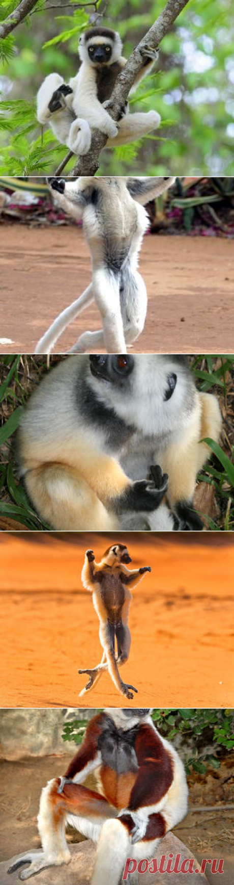 Смотреть изображения сифак | Зооляндия