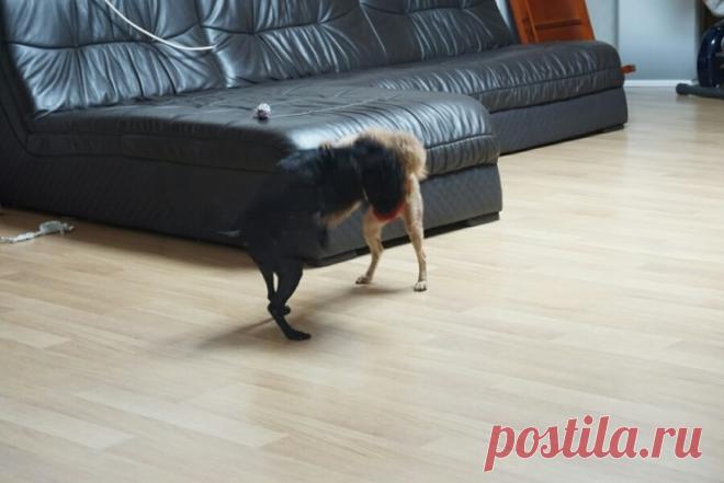 Наша милая введение[собака спаривания пляж рекомендации Совета директоров]. : Naver блоге