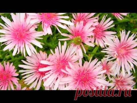 ЭТОТ ЦВЕТОК ВЫ ЕЩЕ НЕ САЖАЛИ! Цветет все лето, украсит цветники и бордюры клумб в саду