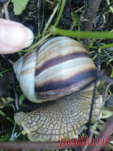 Улитка, улитка, высунь свои рожки, дам тебе горошка:)))