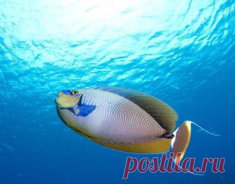 серов юрий добавил фотографию в альбом ОТГАДАЙ ЧТО ЗА РЫБА? Закачиваем...