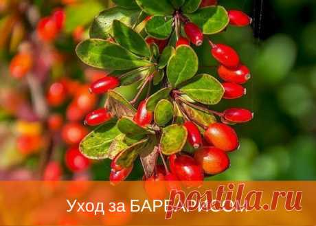 БАРБАРИС: ПОСАДКА И УХОД, РАЗМНОЖЕНИЕ И ОБРЕЗКА