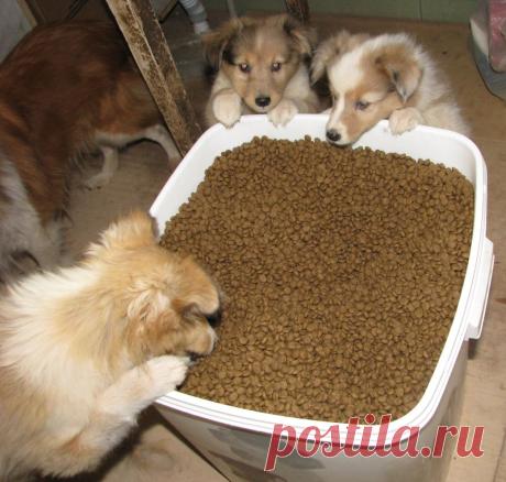 Мы любим Педигри)))