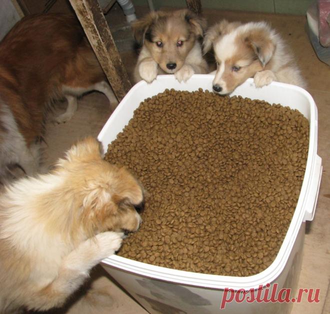 Мы любим Педигри)))