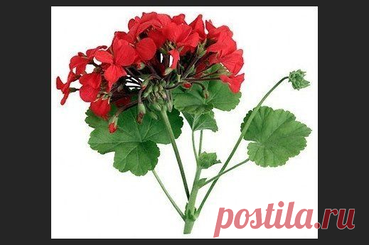 Vaistinė ant palangės - DELFI Gyvenimas