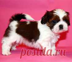 Помет П - HASHANAH HOT N SPICY + ПАТИ