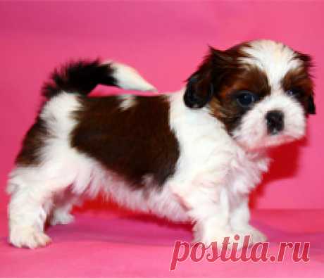 Помет П - HASHANAH HOT N SPICY + ПАТИ