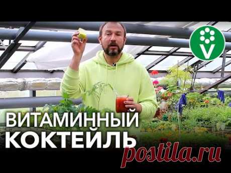 ТОМАТЫ ВМИГ ПОЙДУТ В РОСТ, если вы польете их этим розовым витаминным коктейлем - YouTube томат паса и дрожи