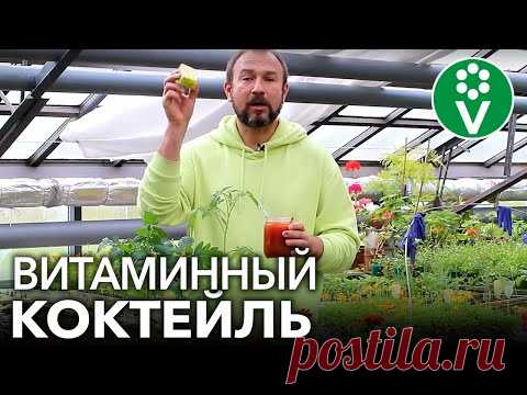 ТОМАТЫ ВМИГ ПОЙДУТ В РОСТ, если вы польете их этим розовым витаминным коктейлем - YouTube томат паса и дрожи