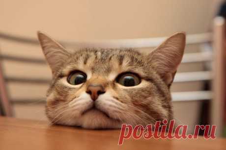 Кошка - показатель благополучия человека