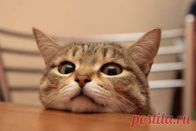 Кошка - показатель благополучия человека