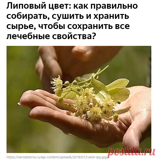 Липовый цвет: как правильно собирать, сушить и хранить сырье, чтобы сохранить все лечебные свойства? | Наша Дача | Яндекс Дзен