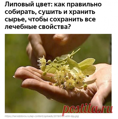 Липовый цвет: как правильно собирать, сушить и хранить сырье, чтобы сохранить все лечебные свойства? | Наша Дача | Яндекс Дзен