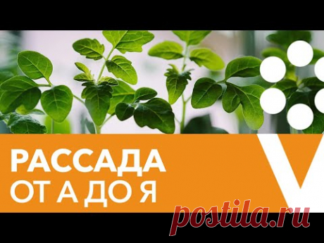 ПРАВИЛА ЗДОРОВОЙ И МОЩНОЙ РАССАДЫ. Прямой эфир с биологом Иваном Русских