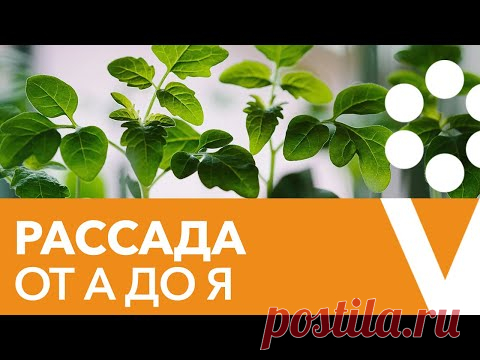ПРАВИЛА ЗДОРОВОЙ И МОЩНОЙ РАССАДЫ. Прямой эфир с биологом Иваном Русских