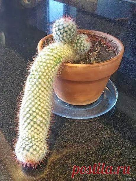 Самое интересное в мире: Какой то ху*вый кактус! - natali5357@mail.ru - Почта Mail.Ru