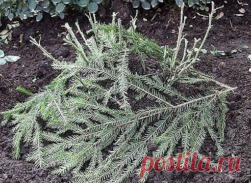 Одноклассники