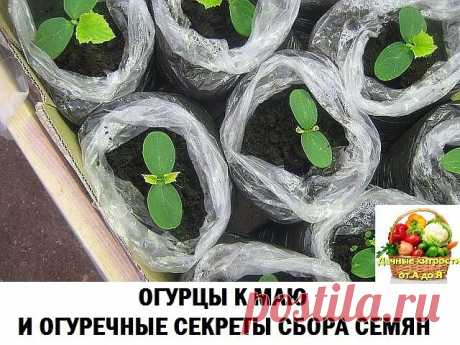 ОГУРЦЫ К МАЮ И ОГУРЕЧНЫЕ СЕКРЕТЫ СБОРА СЕМЯН
