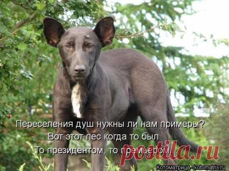 (+1) - Новые смешные котоматрицы понедельника! | ЛЮБИМЫЕ ФОТО