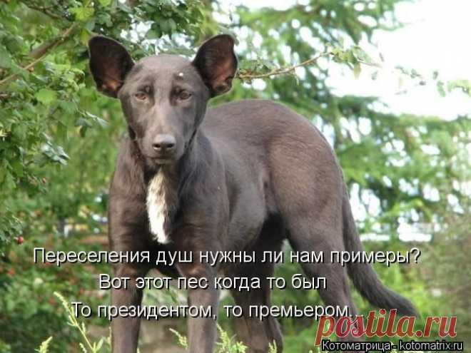 (+1) - Новые смешные котоматрицы понедельника! | ЛЮБИМЫЕ ФОТО