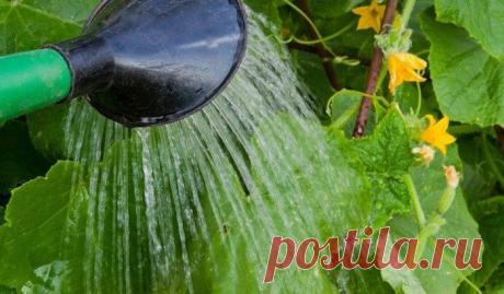 РАСТВОР НА ДРОЖЖАХ, КОТОРЫЙ СПАСЕТ ВАШИ ОГУРЦЫ И ПОМИДОРЫ ОТ БОЛЕЗНЕЙ Я огородник с небольшим стажем. 

Пять лет назад мы с молодой женой на деньги, подаренные нам на свадьбу, купили не ковры-паласы-утюги-телефоны, а дачу. И ни разу не пожалели, потому что теперь все свое свободное время мы проводим на природе. Туда же вывозим и своих двух маленьких дочек. Тут им по