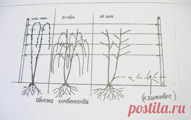 чёрная малина кумберленд обрезка видео: 3 тыс изображений найдено в Яндекс.Картинках