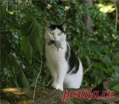 Гроза мышей)