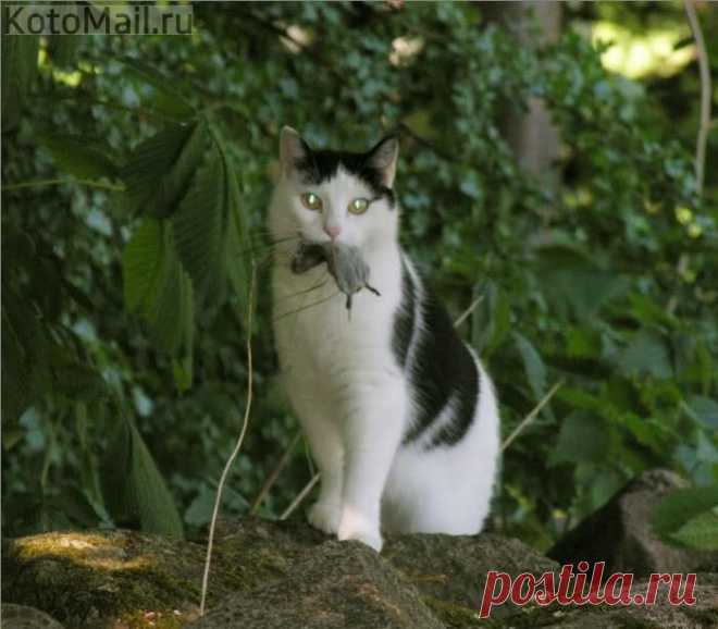 Гроза мышей)