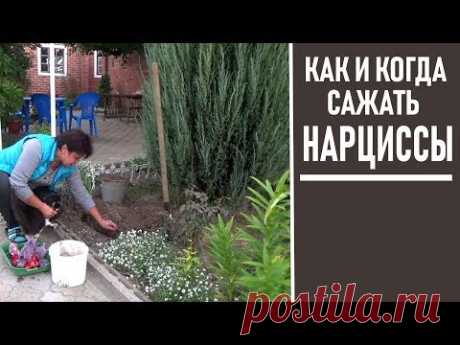 Когда сажать и как сажать нарциссы  Посадка нарциссов осенью