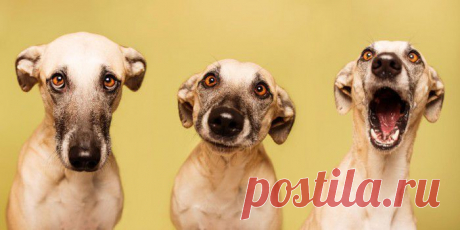 (+1) тема - Питомцы фотографа Elke Vogelsang | Четвероногий юмор