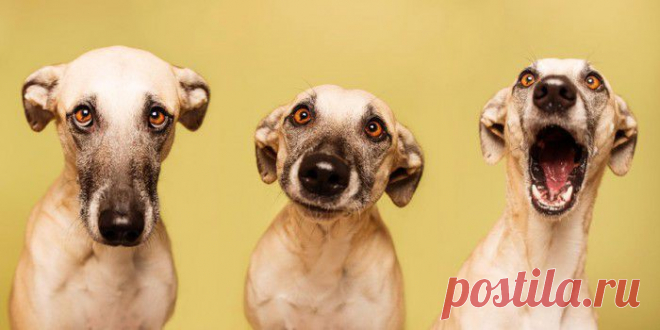 (+1) тема - Питомцы фотографа Elke Vogelsang | Четвероногий юмор