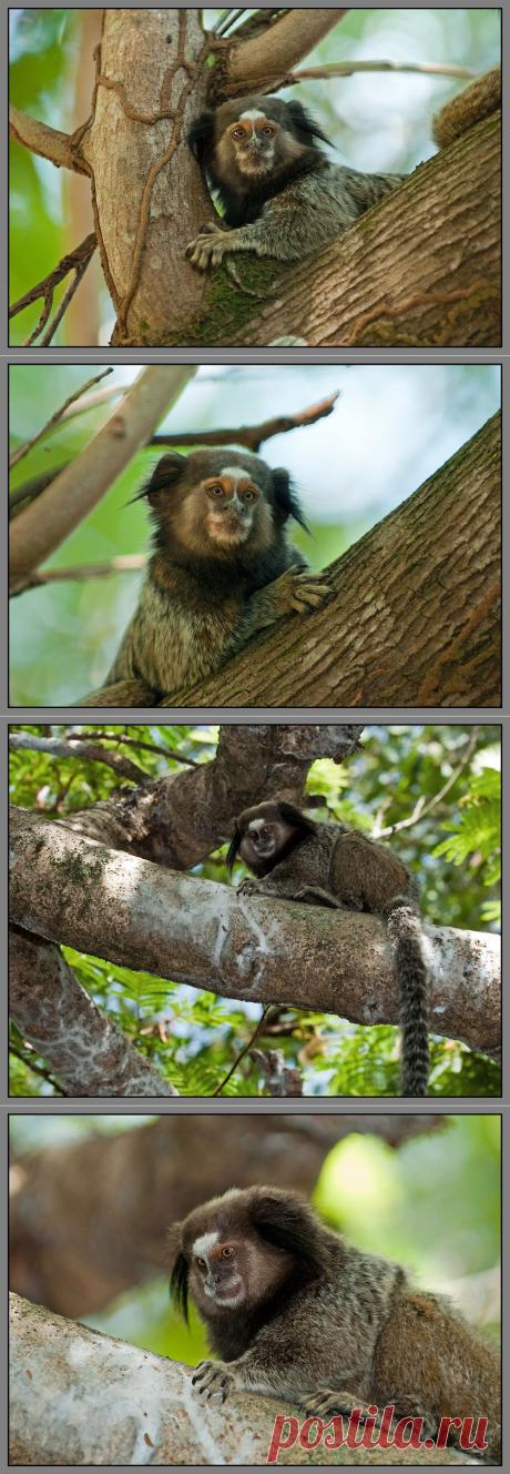 35PHOTO - VladimirD - Мармозетка ты эдакая..