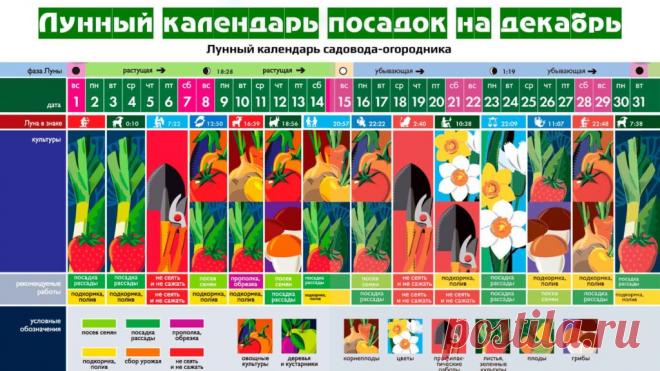 Лунный календарь посадок на декабрь - Сад и огород