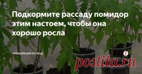 Подкормите рассаду помидор этим настоем, чтобы она хорошо росла Добрый день, огородники и садоводы!
Если у вас плохо растет рассада томатов, значит ей не хватает полезных веществ, и нужно срочно вносить удобрение. Чтобы не тратить лишние деньги на покупку магазинных удобрений с химией, я рекомендую воспользоваться моими простыми советами.
Подписывайтесь на канал Урожайный огород, чтобы каждый день получать новые статьи с полезной информацией. Ставьте палец вве