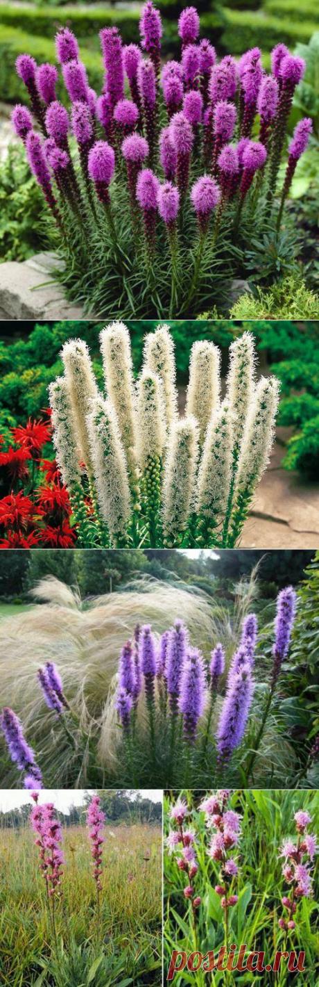Лиатрис – цветущие свечи в саду | РОЗЫ
