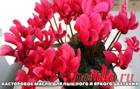 КАСТОРОВОЕ МАСЛО ДЛЯ ПЫШНОГО И ЯРКОГО ЦВЕТЕНИЯ