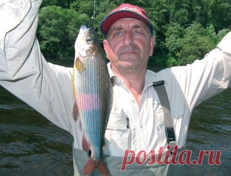 Хариус – мал золотник, да дорог