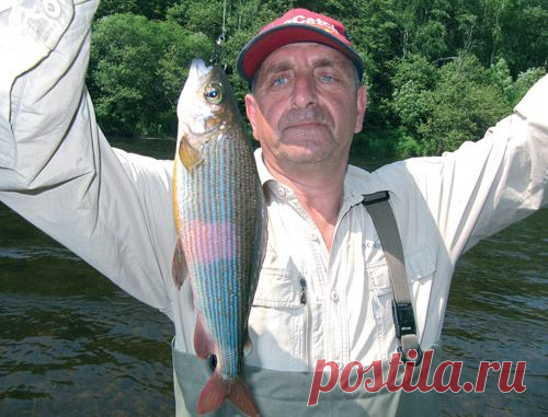 Хариус – мал золотник, да дорог