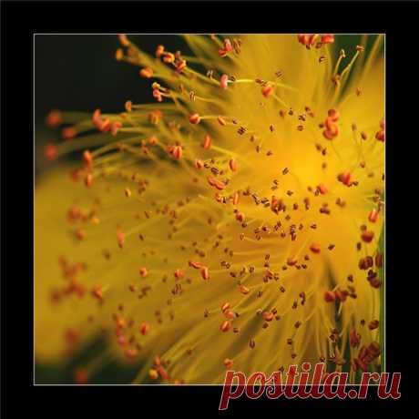 MAKRO FOTO