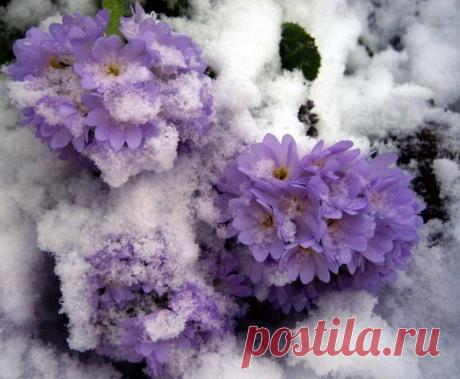 Плейкаст «Цветы под снегом»