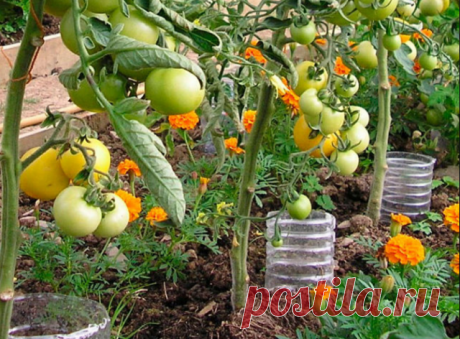 Идеи с пластиковыми бутылками