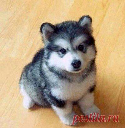 Его зовут Птомски. На половину пуританский шпиц, на половину хаски. Он всю жизнь будет такого размера