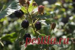 Урожай ягод увеличивается в десятки раз! - Садоводка