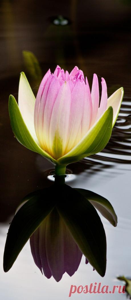 Nymphaea ‘Peach Blow’, tropical water lily at Longwood Gardens.  |  Pinterest: инструмент для поиска и хранения интересных идей