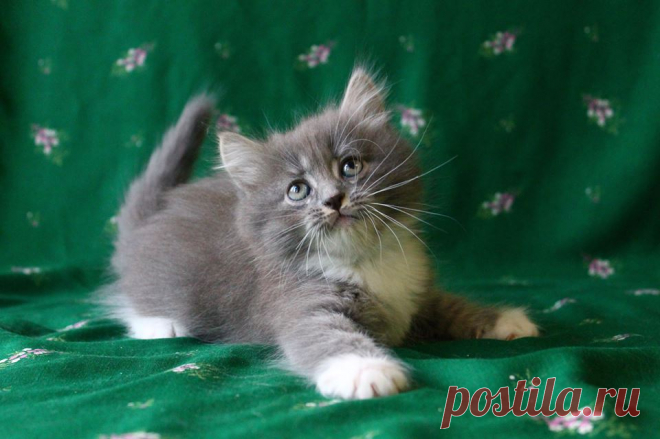 FOR SALE Black Сat and Blue Рedigree Сat .!